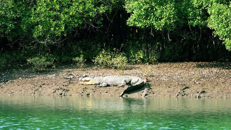 BHITARKANIKA Wildlife Sanctuary