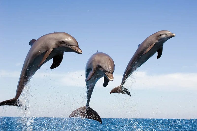 Dolphins- Lesser known facts about India