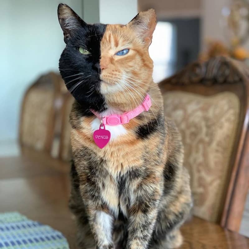 Venus colorful cat