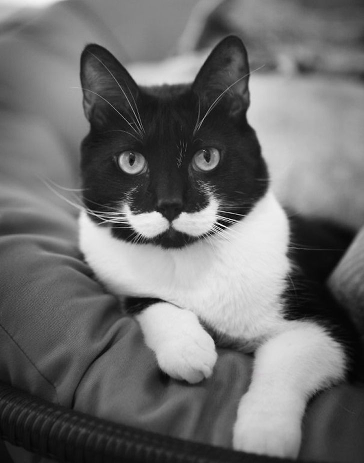 moustach cat