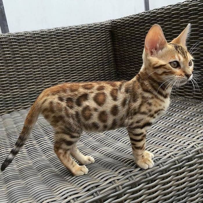 leopard cat