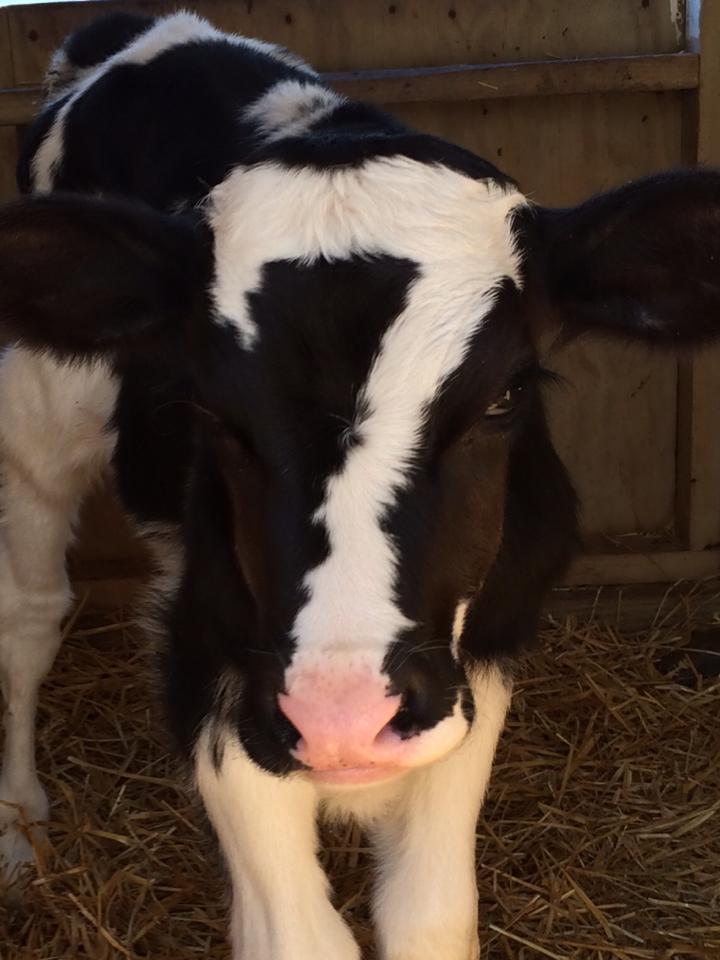 cute cow baby