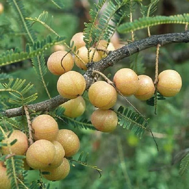 Amla tree