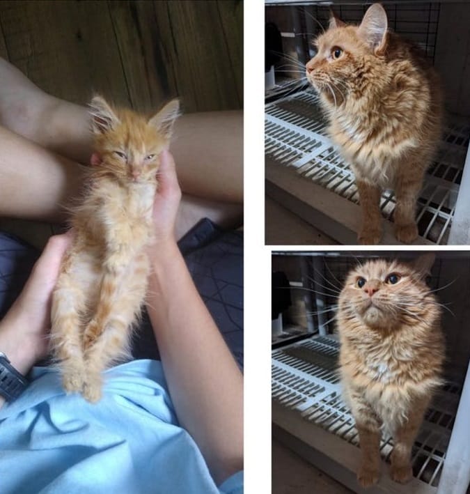 Cat transformation after adoption