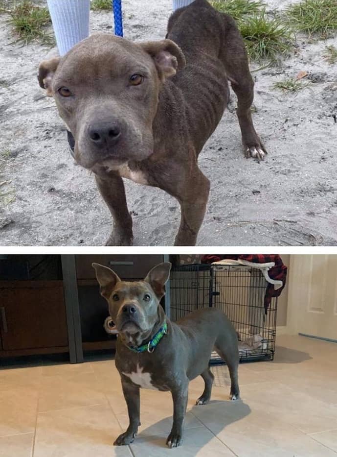 Dog transformation after adoption