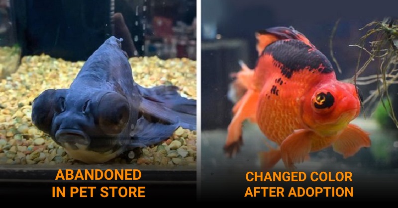 Fish changes color after adoption