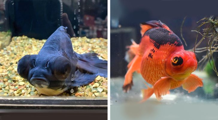 Fish color changes