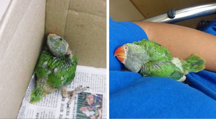 Parrot saved