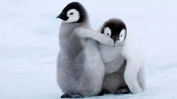 Photos Of Baby Penguins. thetimes. 