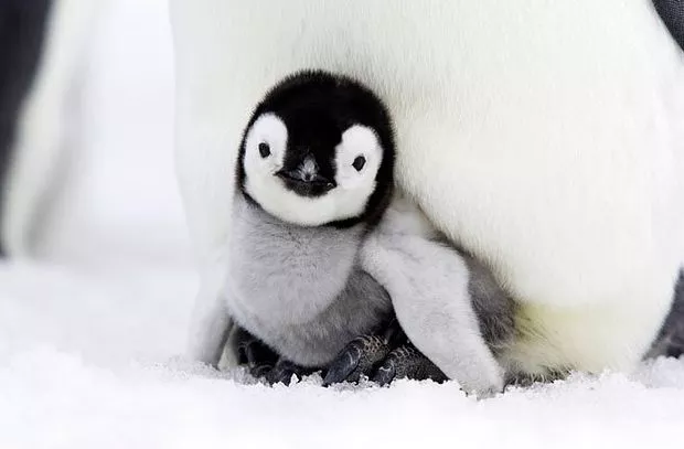 Photos Of Baby Penguins 