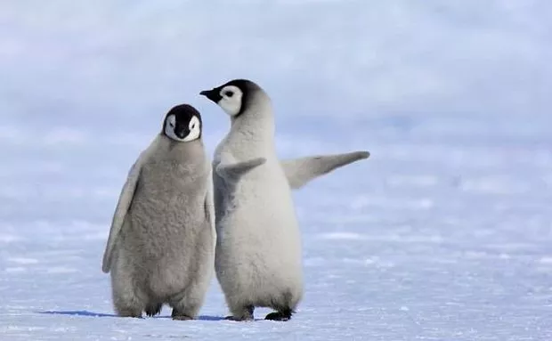 Photos Of Baby Penguins 