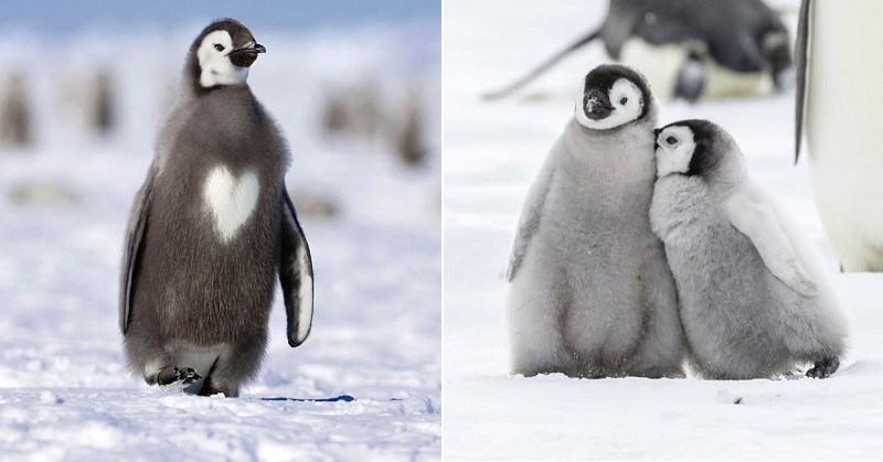 Adorable Baby Penguins photos