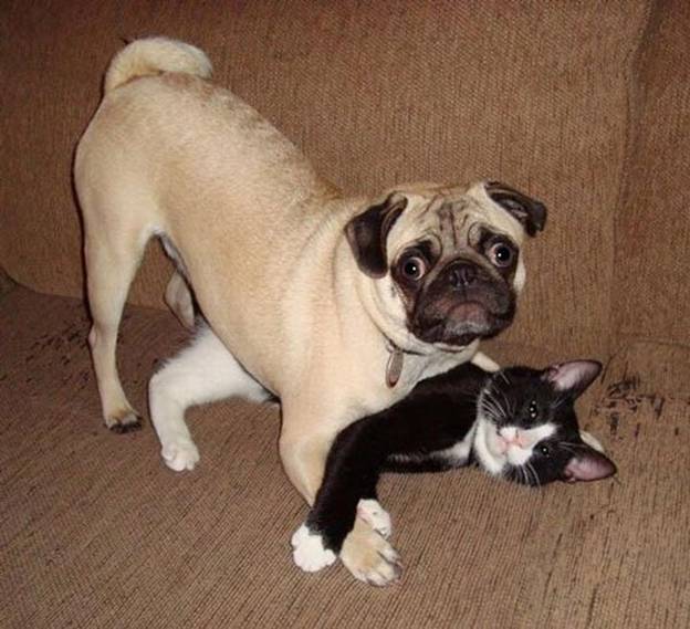 Hilariously Naughty Pets