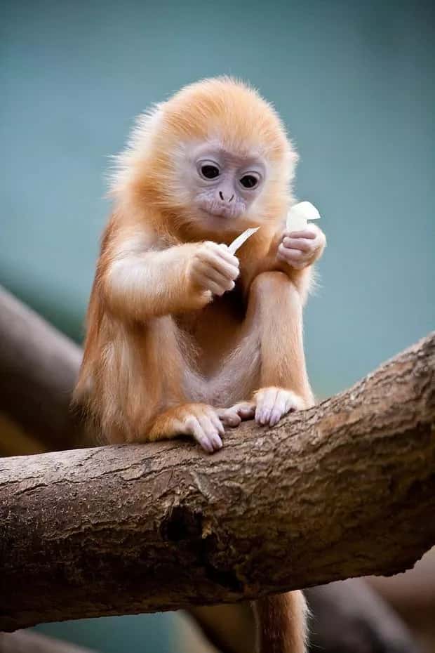 baby monkey