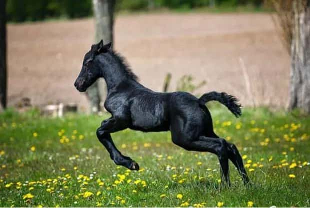 baby horse