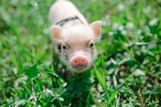 baby pig