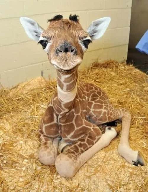 baby giraffe