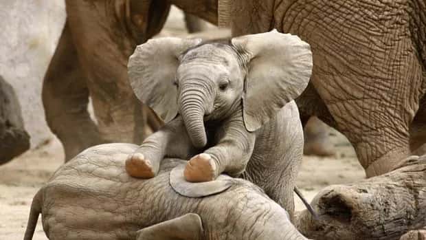 baby elephant