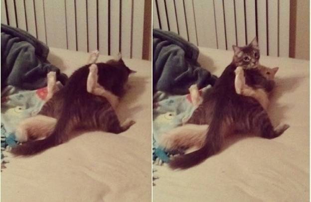 Hilariously Naughty Pets