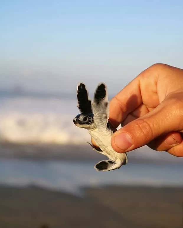 baby tortoise