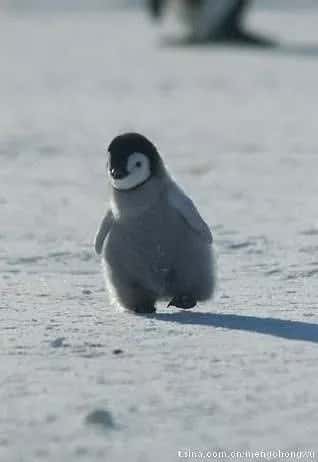 baby penguin