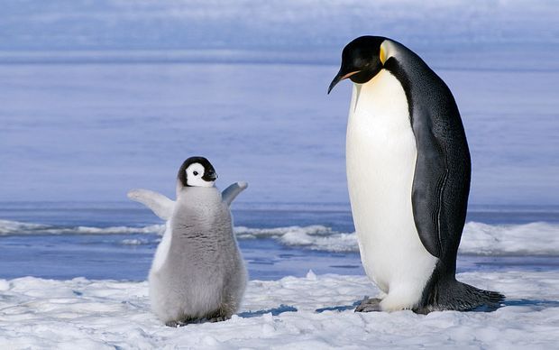 Adorable Baby Penguin photos