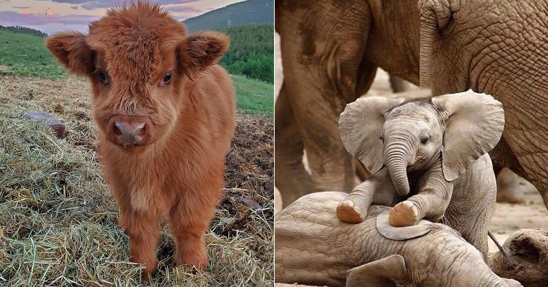 23 Photos Of Cute Baby Animals That Will Make You Go 'Aww'