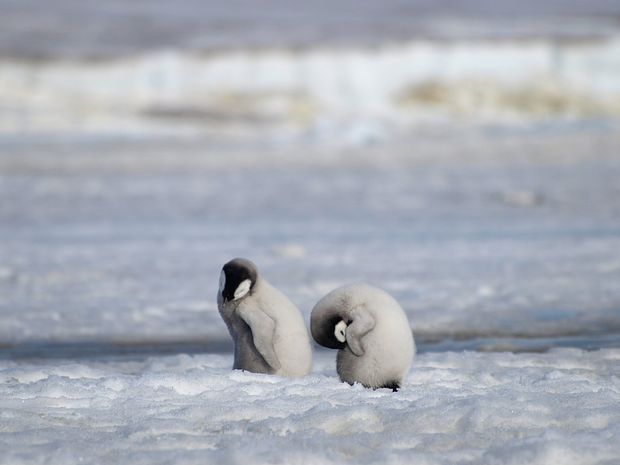 Baby Penguin images