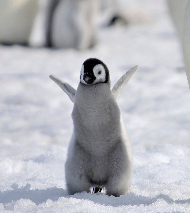 Baby Penguin pictures