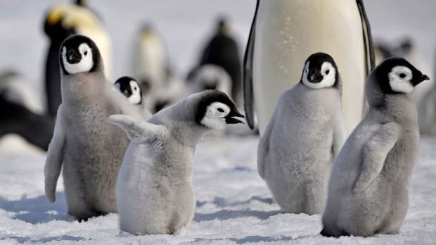Baby Penguins cute photos