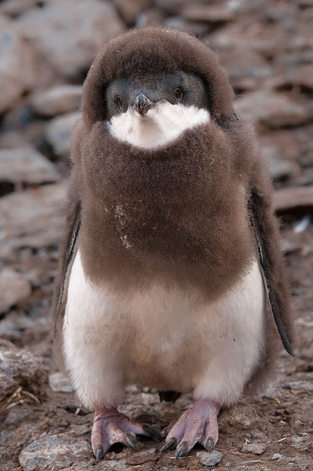 Baby Penguins photos