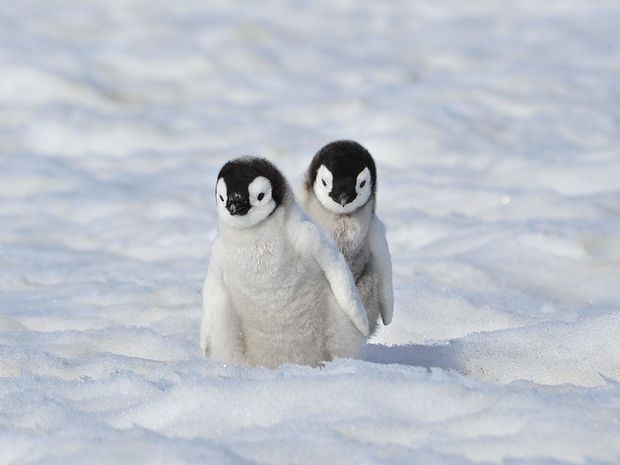 Cute Penguins photos