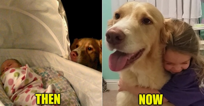 Dogs Growing Up with owners