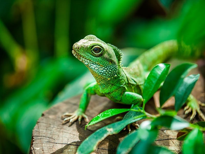 Food to Feed Your Reptiles