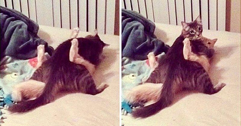 27 Adorable Pets Who Were Caught Red-Handed Doing Dirty Crimes