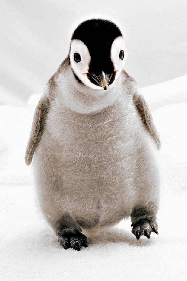Penguins photos