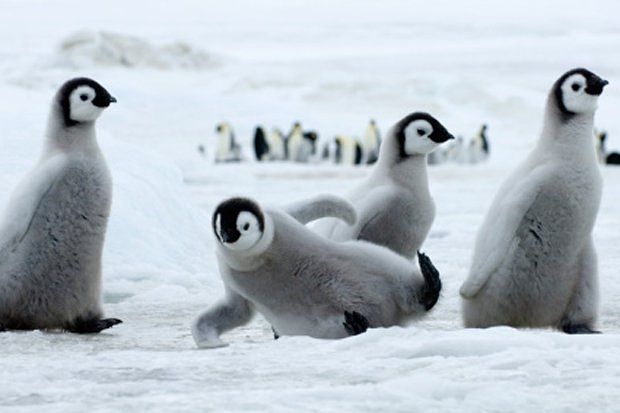 Photos Of Baby Penguins