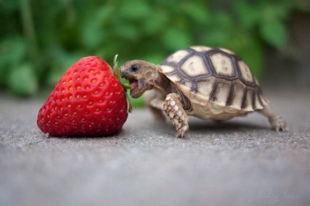 Tortoise Reptile Diet