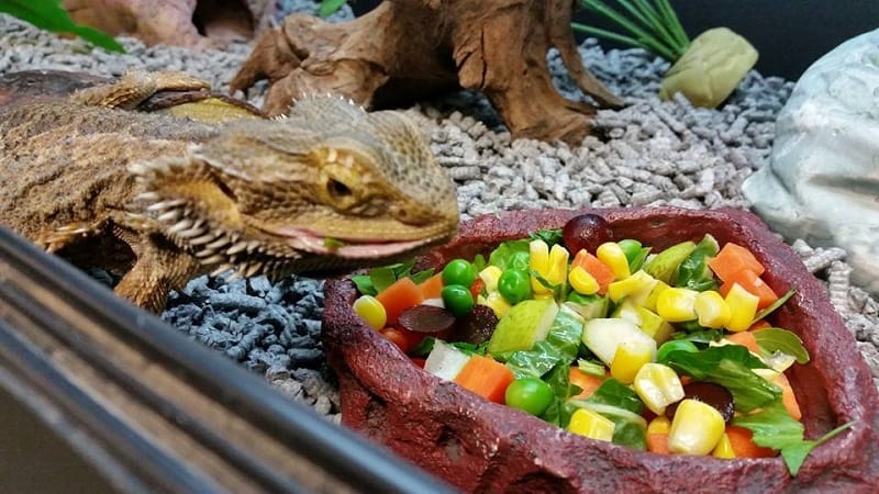 What Foods Do Reptiles Eat