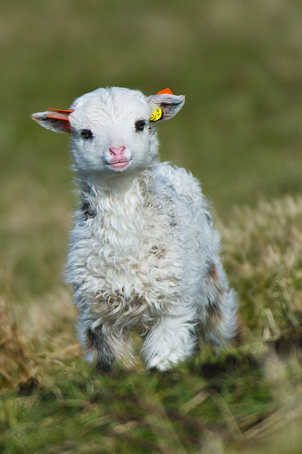 cute baby lamb