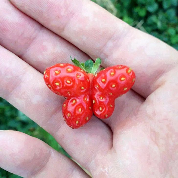 Fruits and Vegetables that looks alive