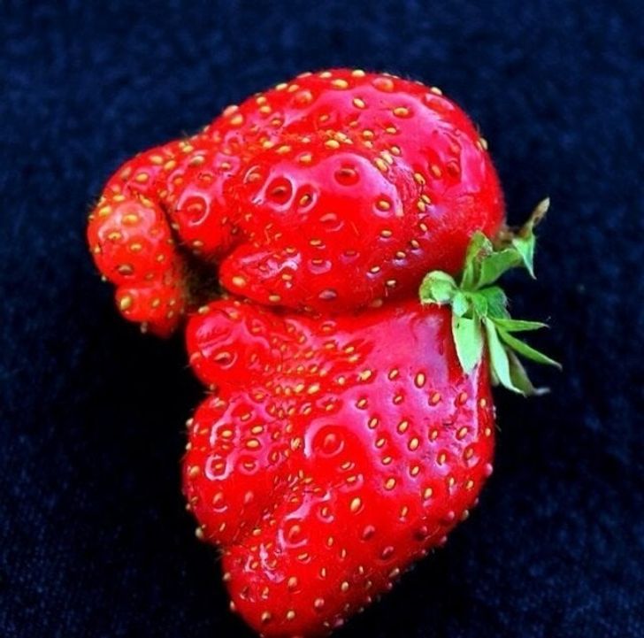 Fruits and Vegetables that looks alive