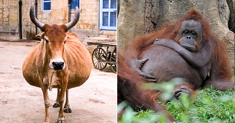 24 Animals And How They Look Before Giving Birth