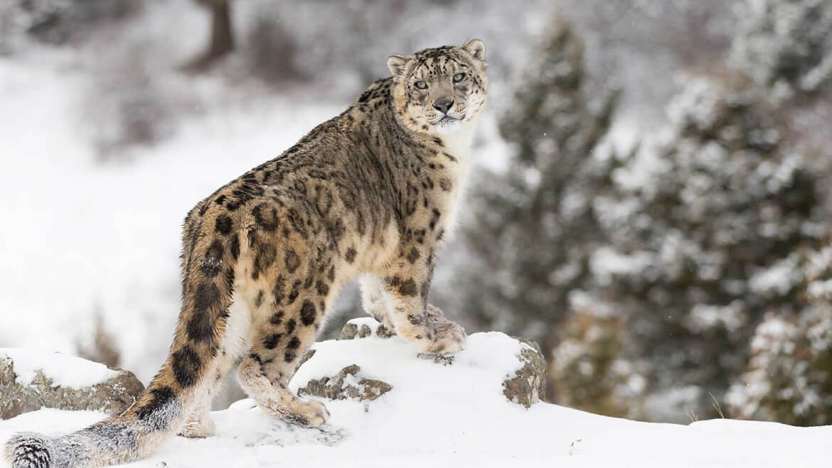  Snow leopard trek Rumbak Valley