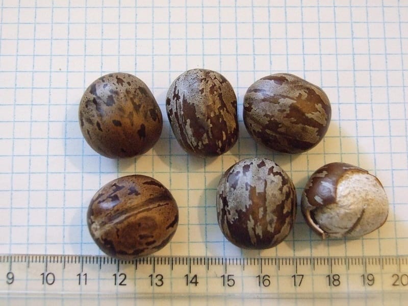 Seeds of Hevea Brasiliensis