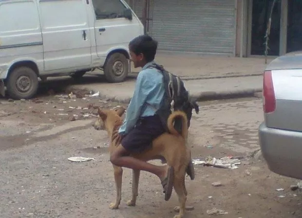 Dog riding