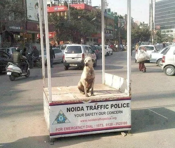 anti traffic dog