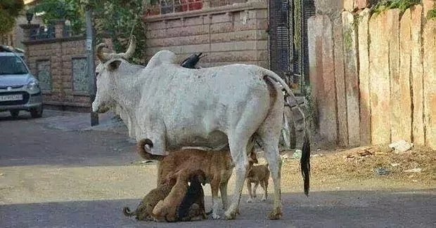 mother cow