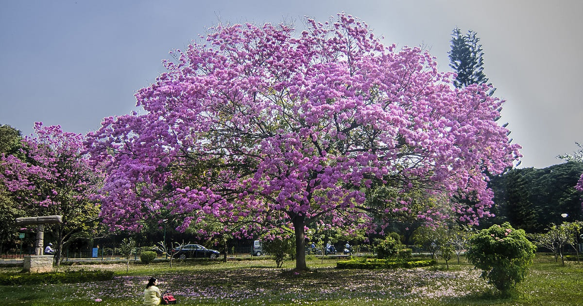 Cubbon Park purple tree