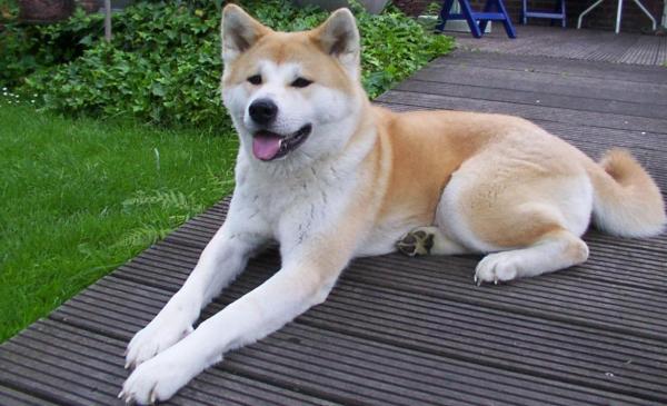 Are Akita's dangerous dogs